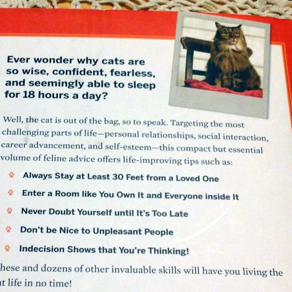 Cat Humor, cat advice - You need more sleep - Picture 4 of 8